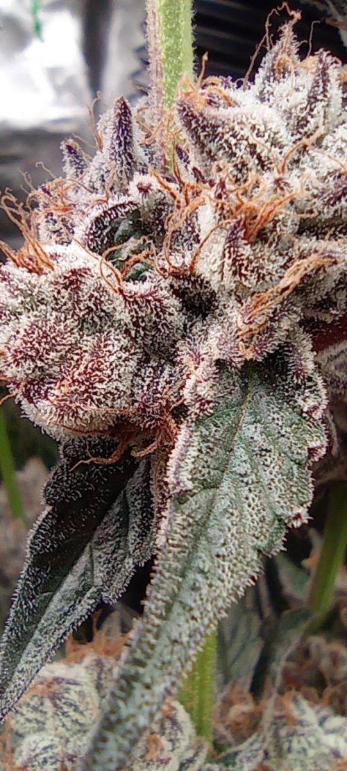 Druhá lampa. Week 15 - Lsd
