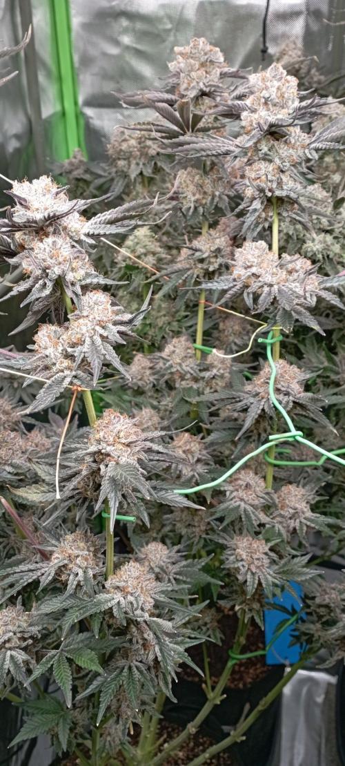 Druhá lampa. Week 15 - Ak47