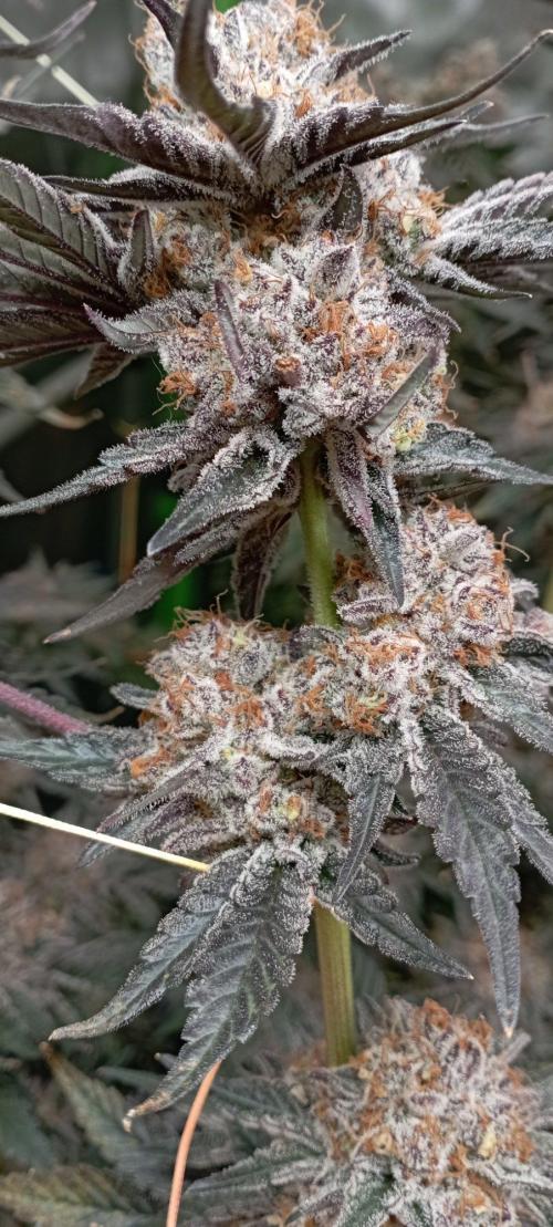 Druhá lampa. Week 15 - Ak47