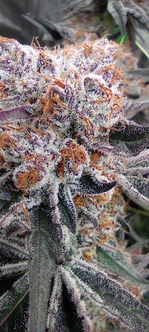 Druhá lampa. Week 15 - Ak47