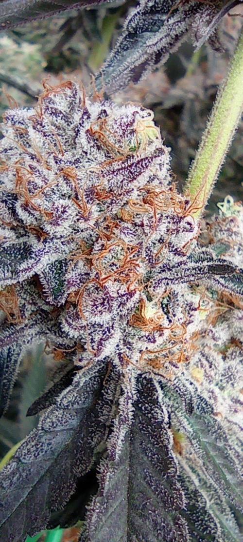 Druhá lampa. Week 15 - Ak47