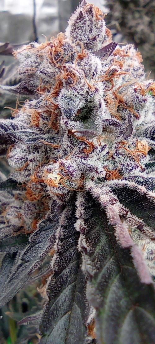 Druhá lampa. Week 15 - Ak47