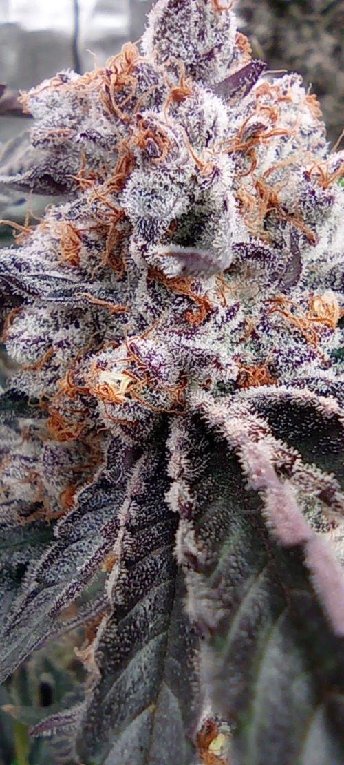 Druhá lampa. Week 15 - Ak47
