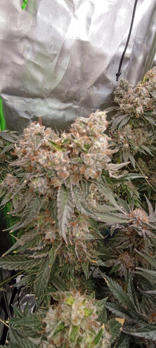 Druhá lampa. Week 15 - White runz