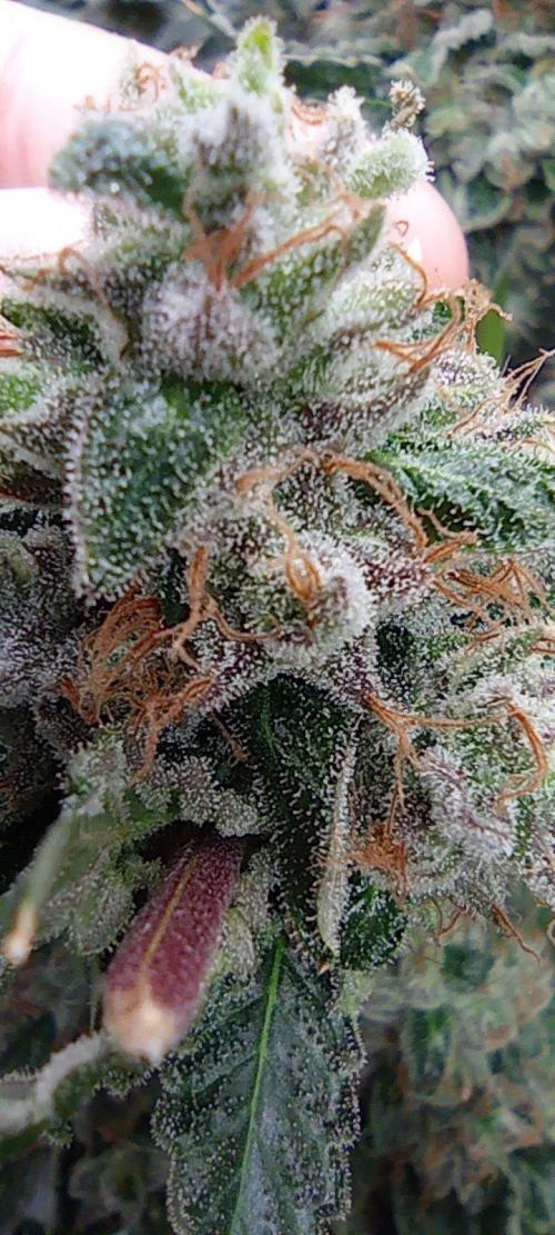 Druhá lampa. Week 15 - White runz