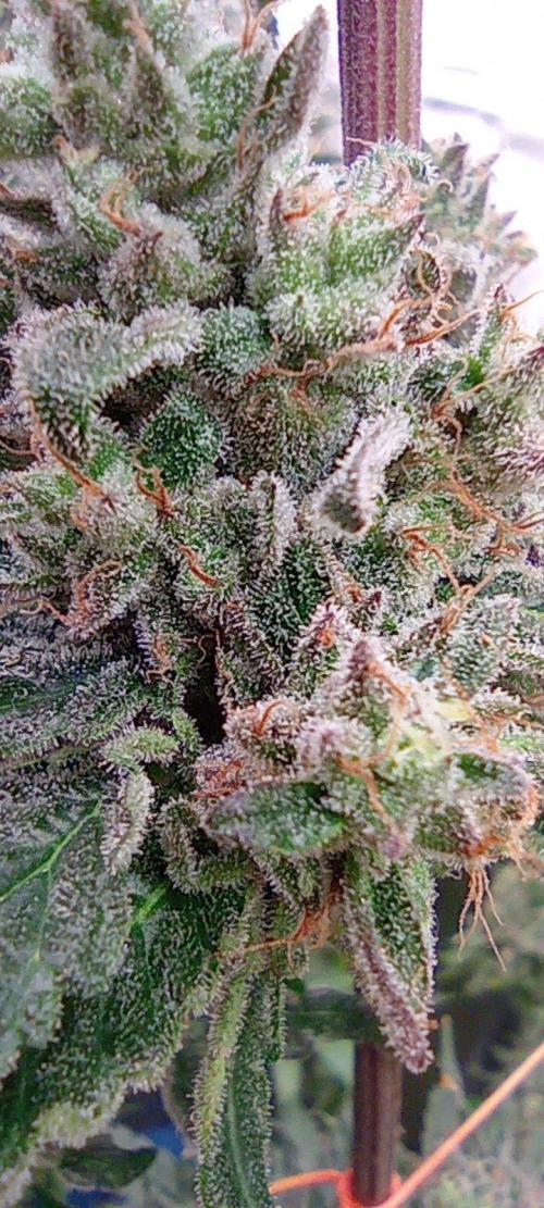 Druhá lampa. Week 15 - White runz