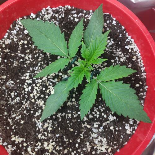 C4 Matic first grow. Week 2 - day 14