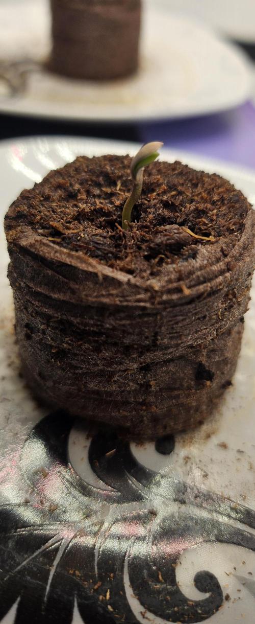 Automatic Lady BB. Week 0 - Frostbanger 