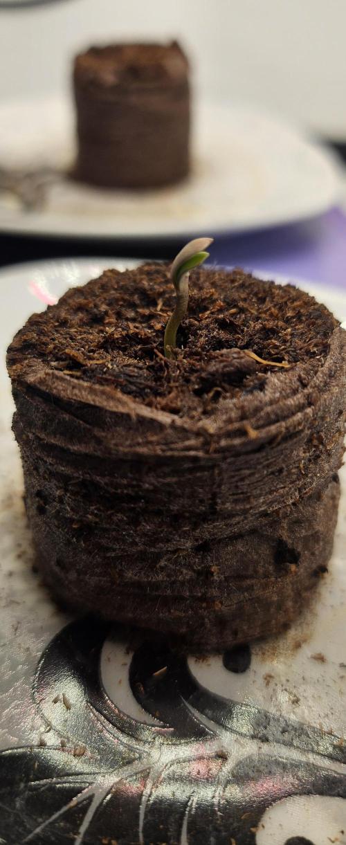 Automatic Lady BB. Week 0 - Frostbanger 