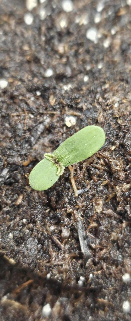 Automatic Lady BB. Week 1 - Gorilla Z