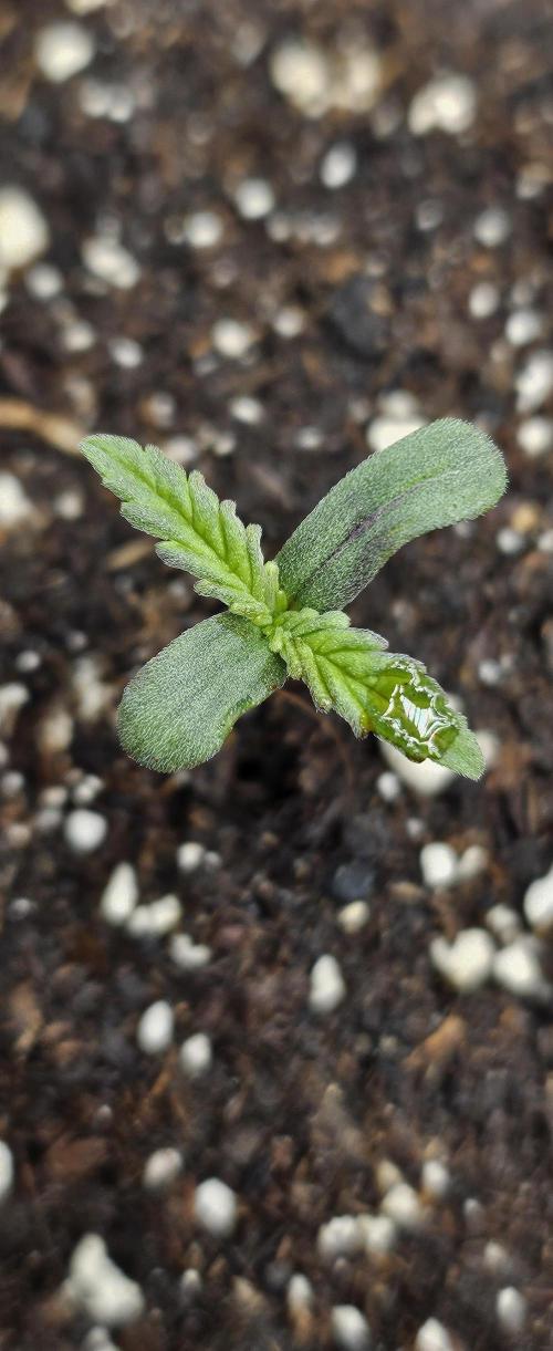 Automatic Lady BB. Week 1 - Strawberry Gorilla 