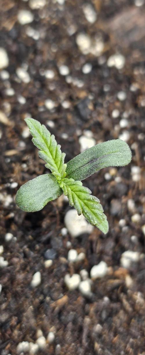 Automatic Lady BB. Week 1 - Strawberry Gorilla 