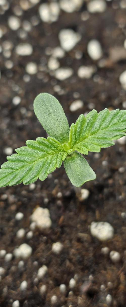 Automatic Lady BB. Week 1 - Frostbanger 