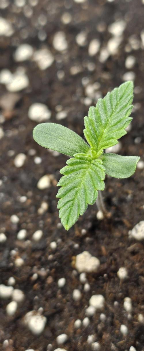 Automatic Lady BB. Week 1 - Frostbanger