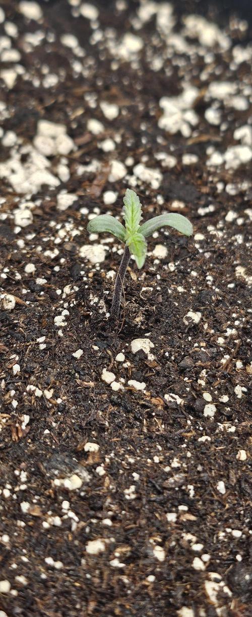 Automatic Lady BB. Week 1 - Strawberry Gorilla 