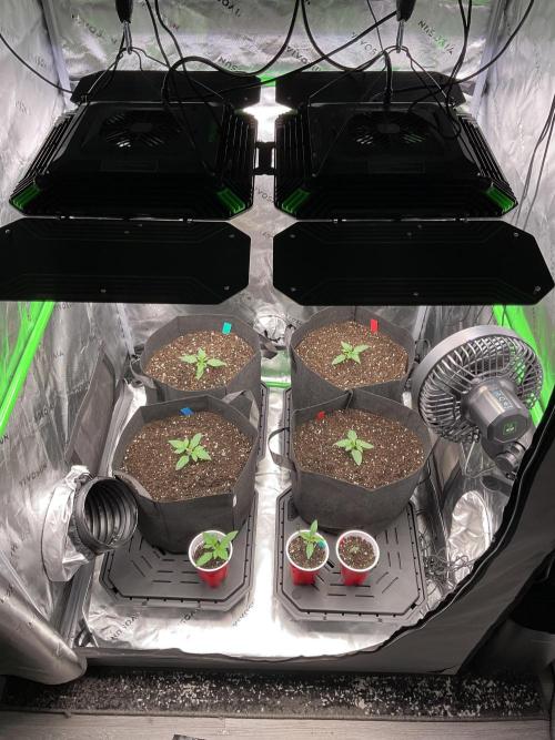 New To Growing. Week 0