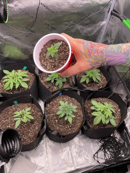 New To Growing. Week 0