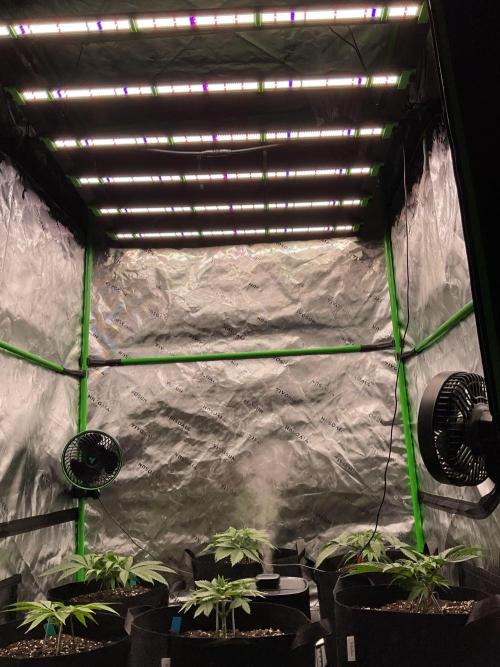 New To Growing. Week 3