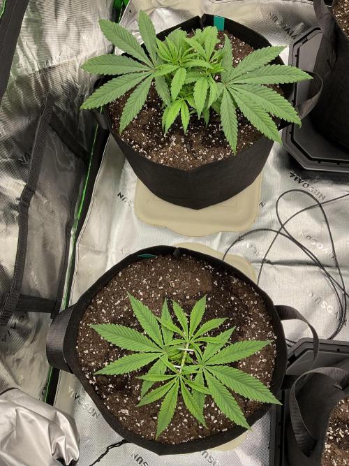 New To Growing. Week 3