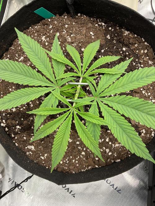 New To Growing. Week 3