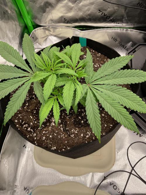 New To Growing. Week 3