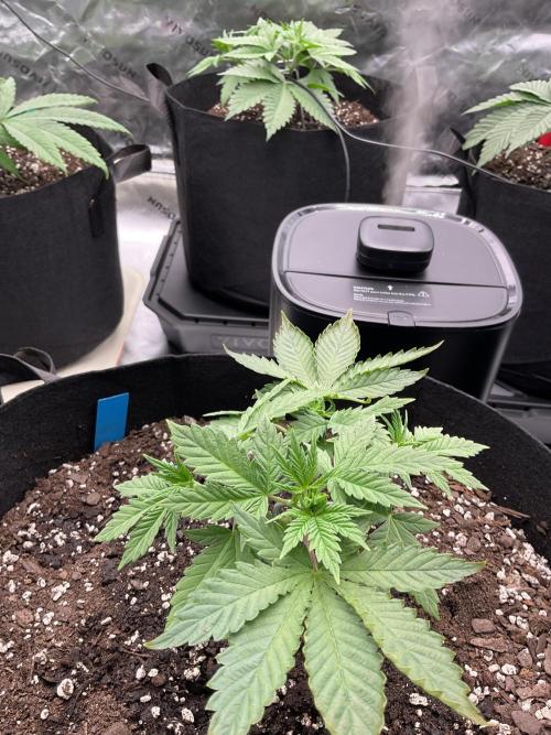 New To Growing. Week 3