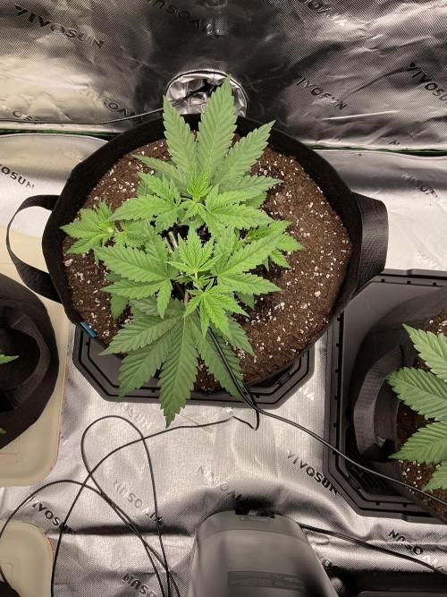 New To Growing. Week 3