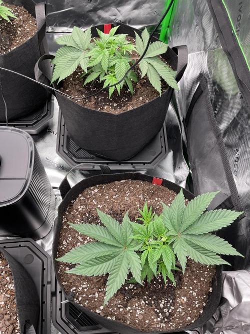 New To Growing. Week 3