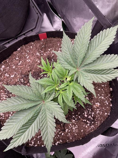 New To Growing. Week 3