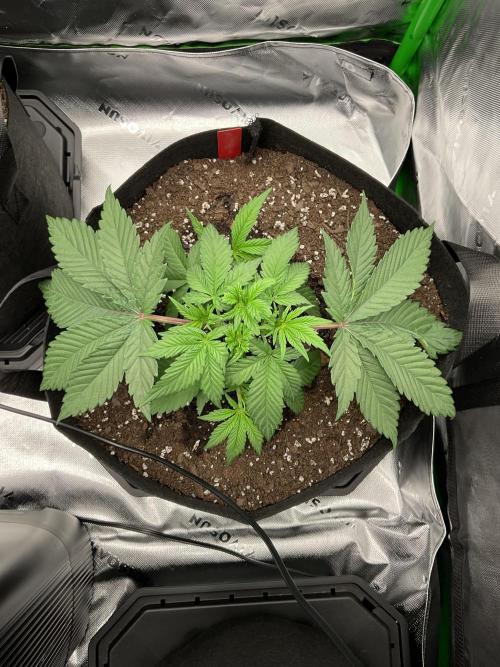 New To Growing. Week 3