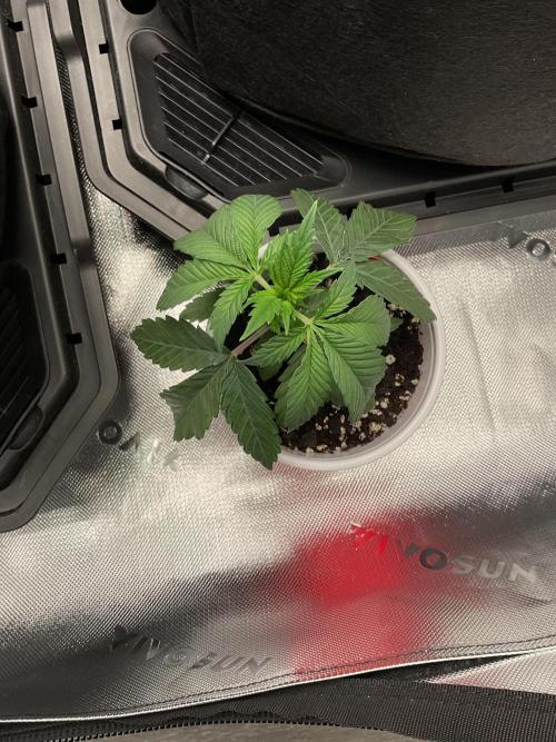 New To Growing. Week 3