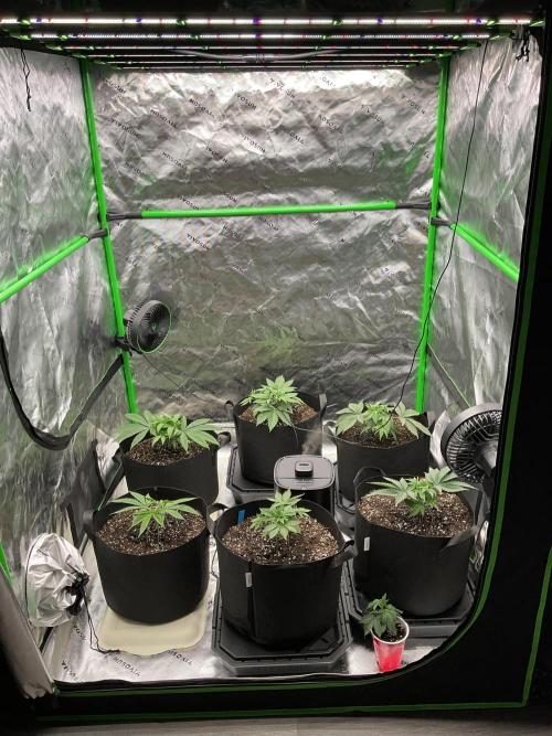 New To Growing. Week 3