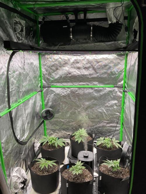 New To Growing. Week 3