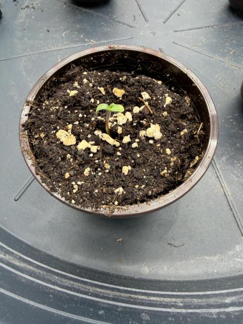 Black Orchard. Week 0