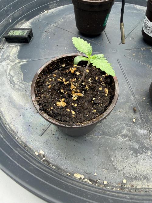 WIZARD TREE - Free Seed. Week 1