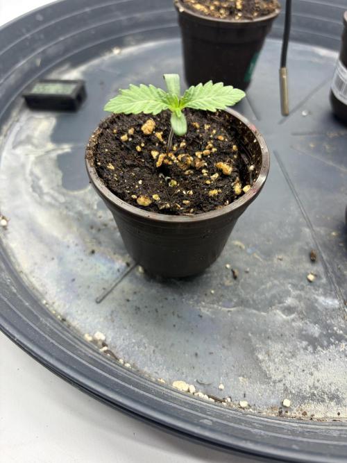 WIZARD TREE - Free Seed. Week 1