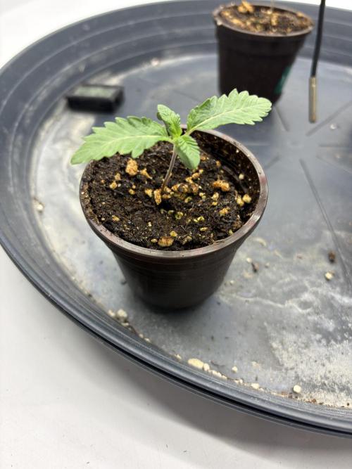 WIZARD TREE - Free Seed. Week 1