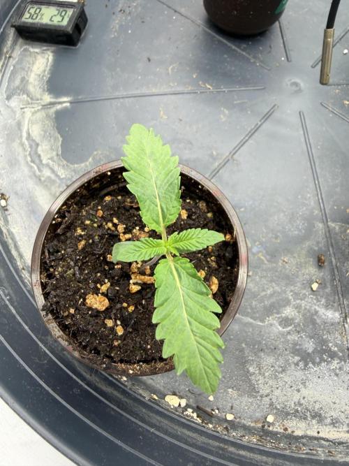 WIZARD TREE - Free Seed. Week 1