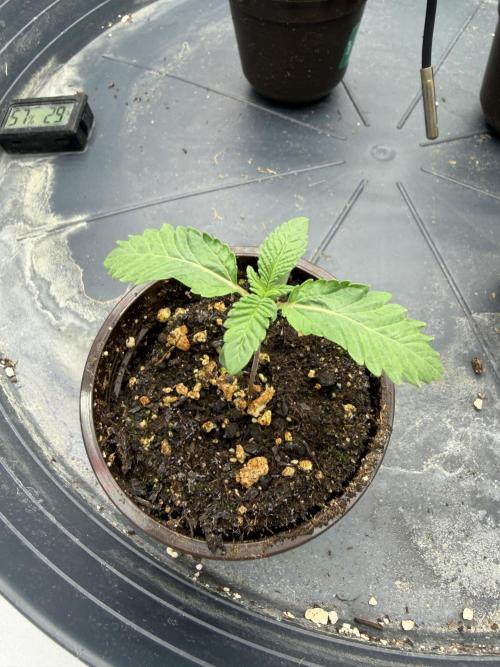 Black Orchard. Week 1