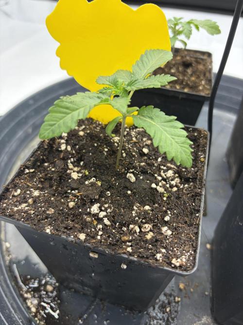 WIZARD TREE - Free Seed. Week 2