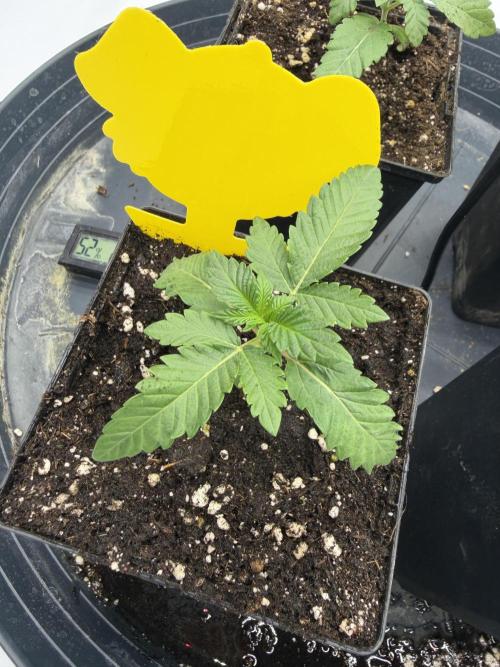 Black Orchard. Week 2