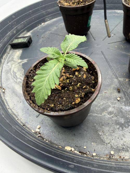 Black Orchard. Week 2