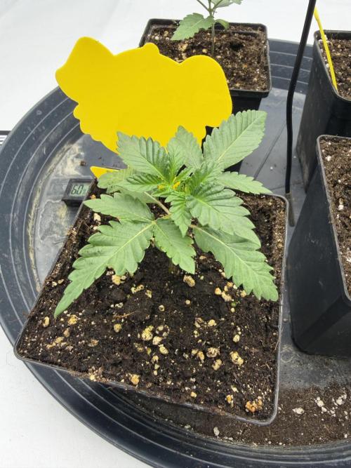 WIZARD TREE - Free Seed. Week 3