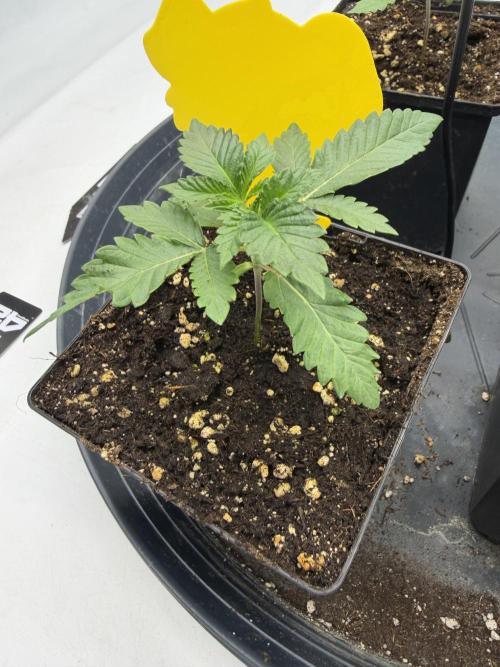 WIZARD TREE - Free Seed. Week 3
