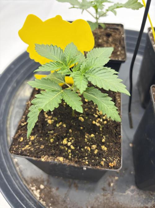 WIZARD TREE - Free Seed. Week 3