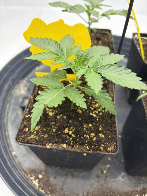 WIZARD TREE - Free Seed. Week 3