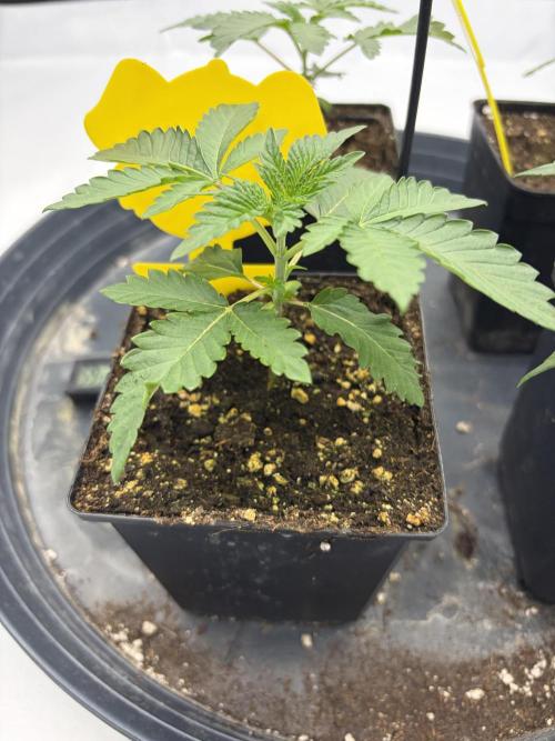 WIZARD TREE - Free Seed. Week 3