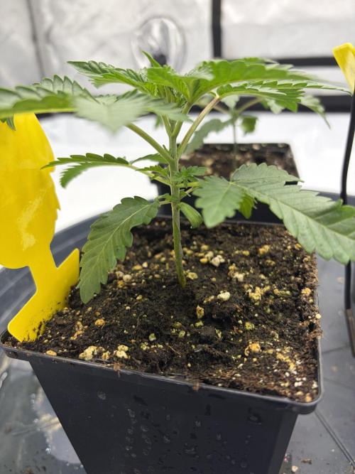 WIZARD TREE - Free Seed. Week 3