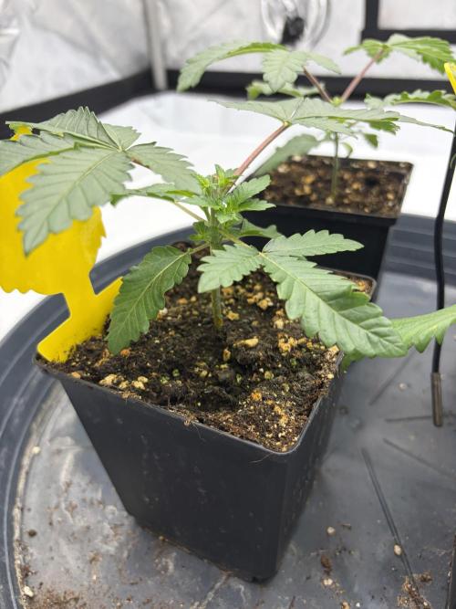 WIZARD TREE - Free Seed. Week 4