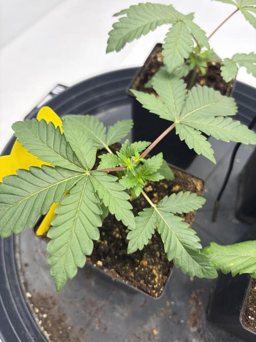 WIZARD TREE - Free Seed. Week 4